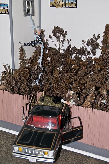 BDSC_0345